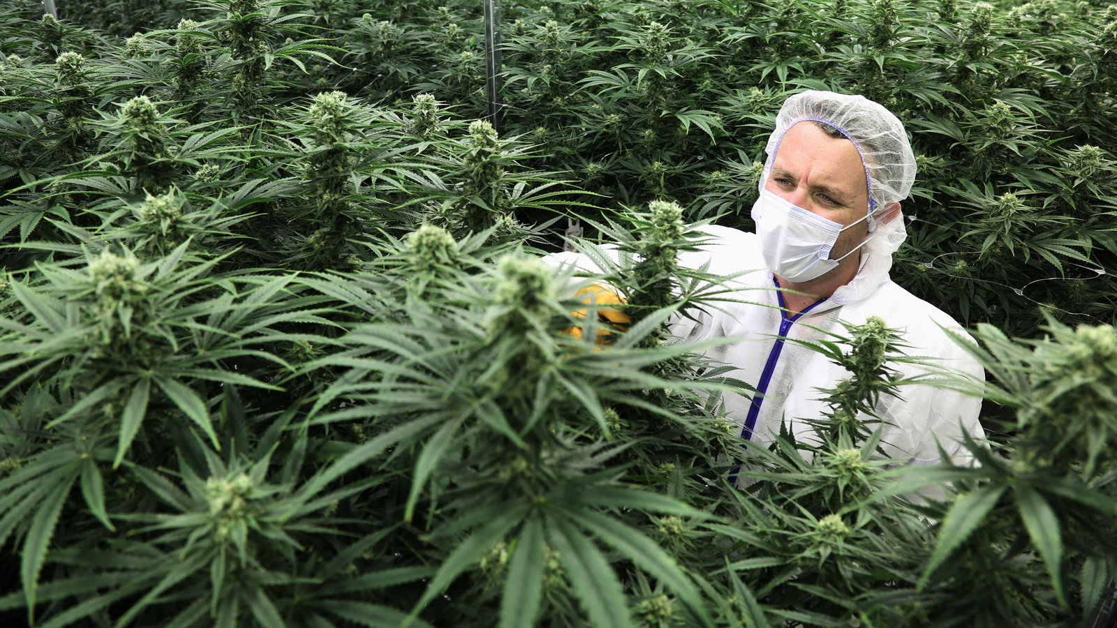 Medicinal Marijuana – 7 Advocates Saying It Ought To Be Legal