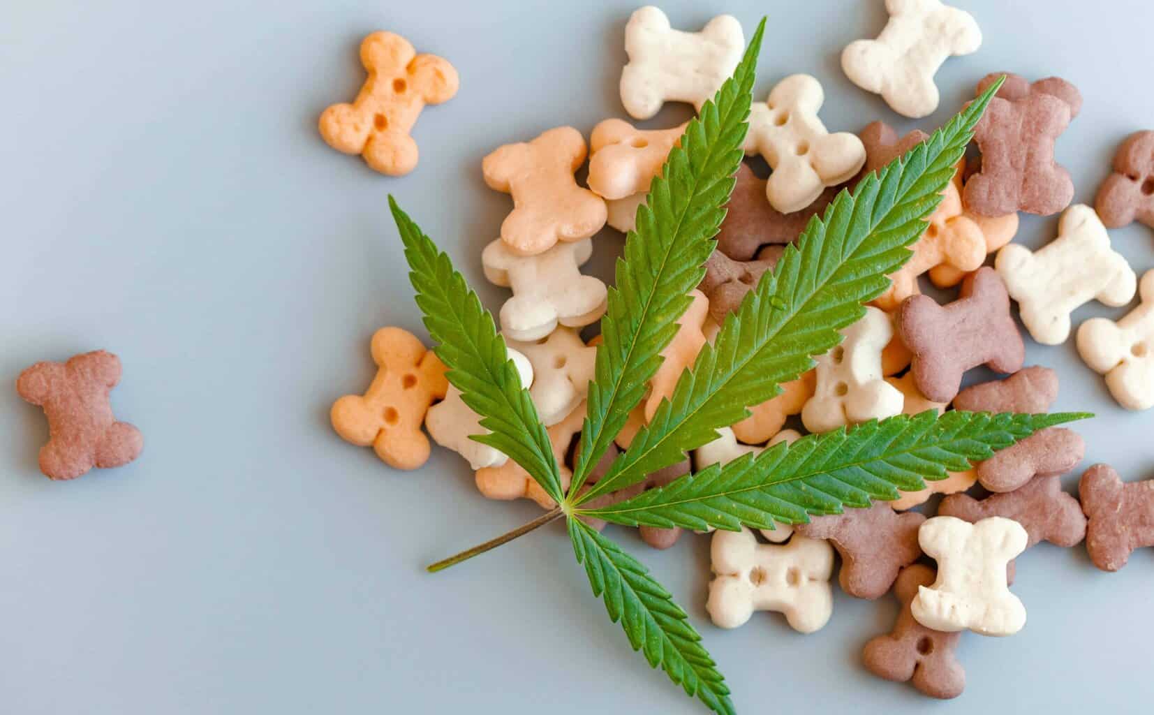 Nourishing CBD Treats for Big Breeds: The Ultimate Solution for Healthy Pups
